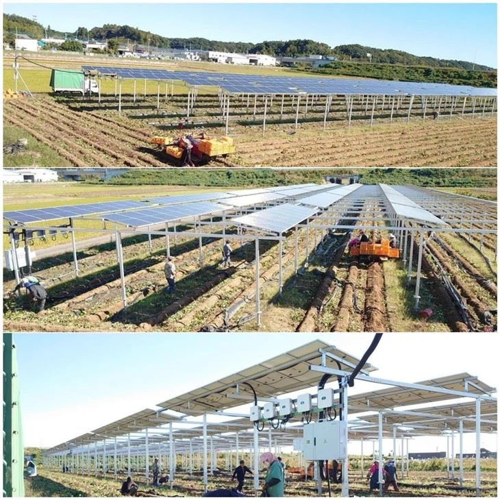 Agri-Solar Mounting: For Crops And Livestocks high quality