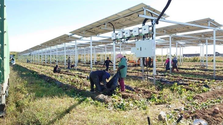 Cost-Effective Agri-PV Mounting Solutions | Lower Installation Costs high quality